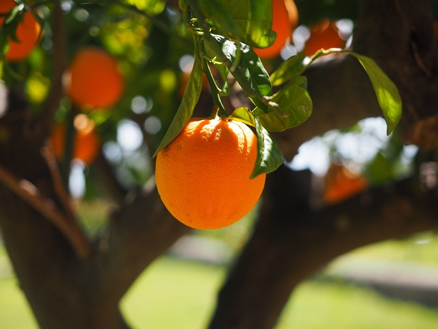 arancio amaro gonfiore